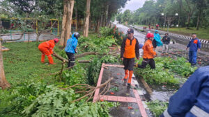Belasan Pohon Tumbang Diterjang Angin Kencang di Kuningan