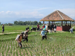 Jaga Stabilitas Produksi Siapkan Gerdal Hama dan Mitigasi Kekeringan