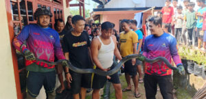 Petugas Damkar Berhasil Menangkap Ular King Cobra 3,5 Meter