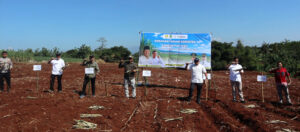 Akselerasi Swasembada Gula Nasional:  Kuningan Ikut Tanam Tebu Serentak